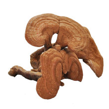 China Changbai ganoderma lucidum/reishi/lingzhi ganoderma lucidum